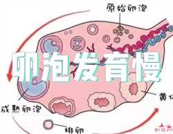 上海生殖医院供卵流程，最伤子宫的6种行为，第三种尤其要让老公注意！