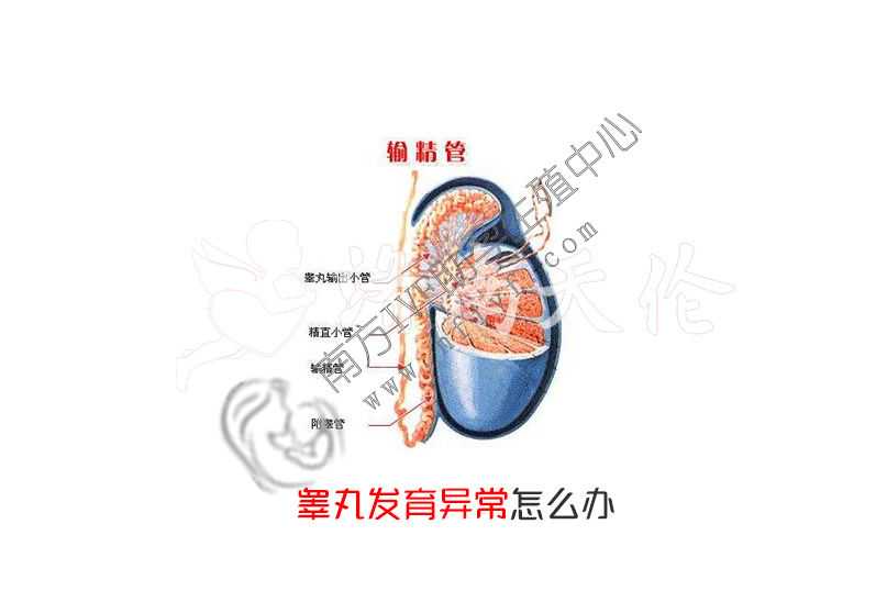 上海私人代怀一个小孩多少钱，睾丸发育异常怎么办